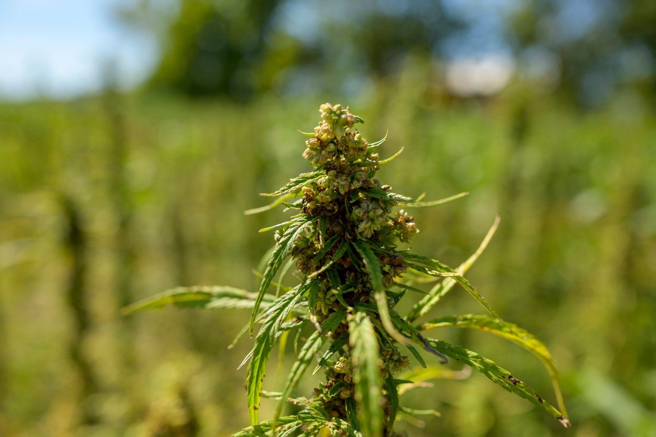 The relatively new industry has been challenged by wind-blown cross-pollination between neighboring hemp fields.